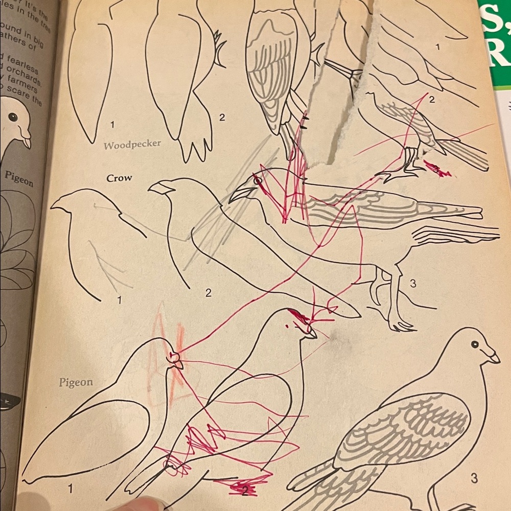 Bird and Rainforest Book Set - Picture 12 of 15
